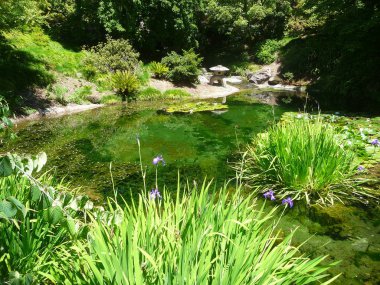 yemyeşil lerle çevrili güneş ışığılı gölet
