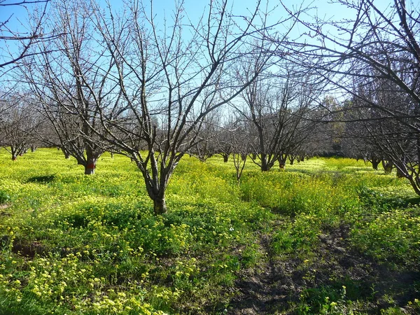 Blommande Trädgård Med Träd Och Grönt Gräs — Stockfoto