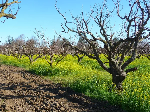 Blommande Trädgård Med Träd Och Grönt Gräs — Stockfoto