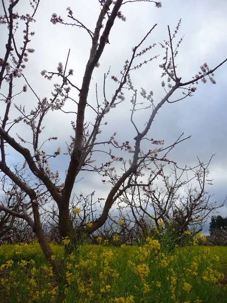 Jardim Florescente Com Árvores Grama Verde — Fotografia de Stock