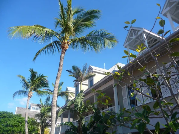 Sluncem Osvětlené Mansion Vidět Přes Palmové Listy — Stock fotografie