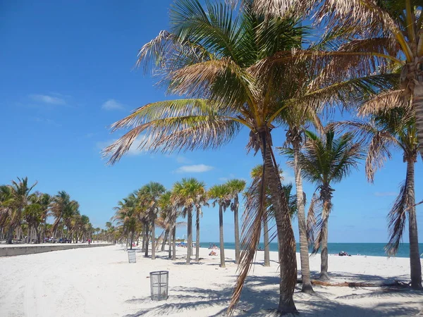 Sandy Beach Scen Med Palmer Och Blå Grumlig Himmel — Stockfoto