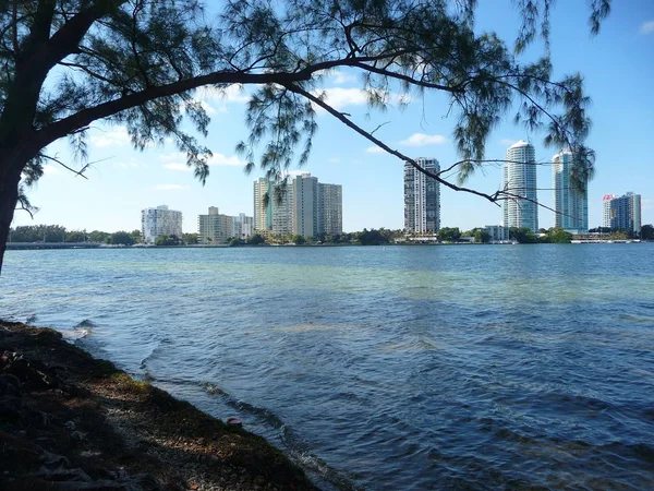 Moderne Gebouwen Water Met Takken Voorgrond — Stockfoto