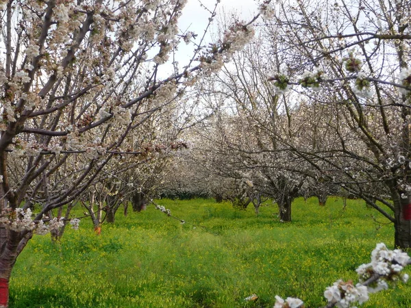 Ağaç Yeşil Çimen Çiçek Bahçe — Stok fotoğraf