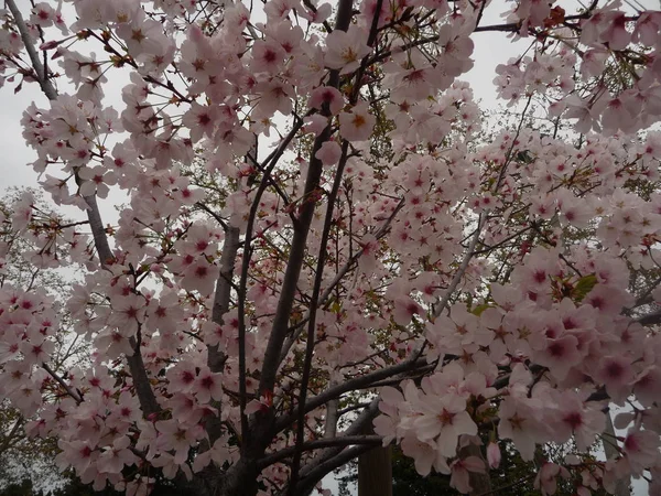 Çiçek Açan Pembe Çiçeklerile Ağaç Dalları — Stok fotoğraf