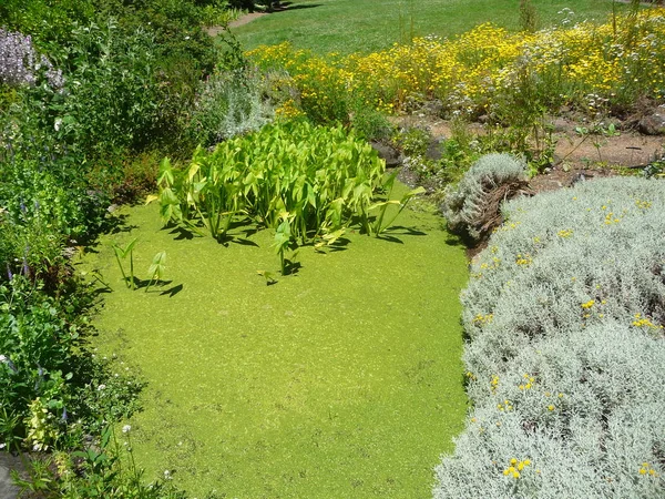 植物园里各种郁郁葱葱的绿色植物 — 图库照片
