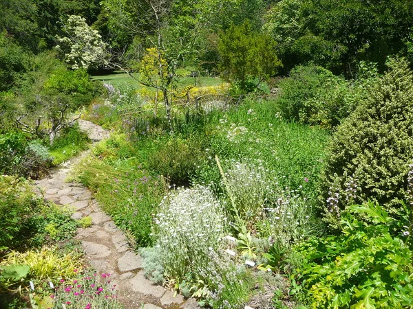 Varie Piante Verdi Lussureggianti Giardino Botanico — Foto Stock