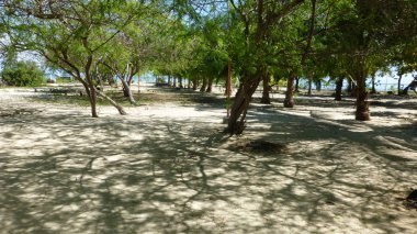 parlak güneş ışığında kum üzerinde yemyeşil tropikal ağaçlar 