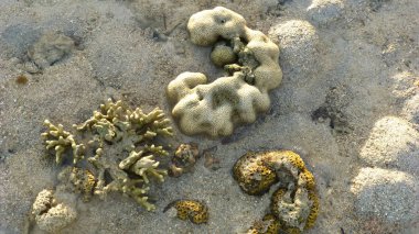 kuru kumlu plaj yüzeyinde mercan görünümü