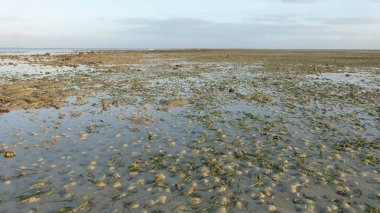 düşük gelgit sırasında birçok mercan ile plaj manzara
