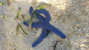 kumlu plaj yüzeyinde yalan denizyıldızı üstten görünüm