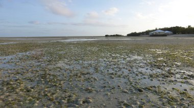 düşük gelgit sırasında birçok mercan ile plaj manzara