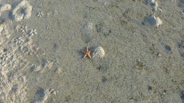 kumlu plaj yüzeyinde yalan denizyıldızı üstten görünüm