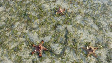 kumlu plaj yüzeyinde yalan denizyıldızı üstten görünüm