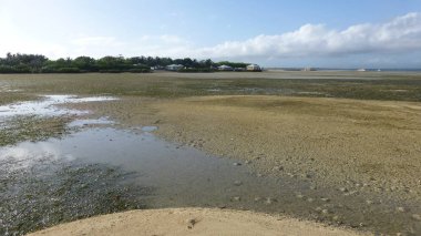 düşük gelgit sırasında birçok mercan ile plaj manzara