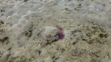 kumlu plaj yüzeyinde mercan görünümü