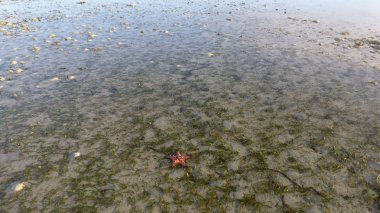suda kumlu plajda yatan denizyıldızı görünümü