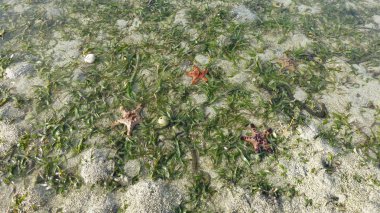 yosun ile kumlu plaj yüzeyinde yatan denizyıldızı üst görünümü