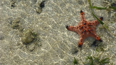 suda kumlu plajda yatan denizyıldızı üst görünümü
