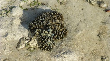kumlu plajda mercan üst görünümü