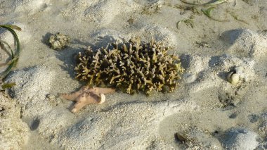 kumlu plajda mercan üst görünümü