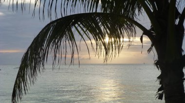 palmiye yaprakları ile batan güneş ile deniz görünümü