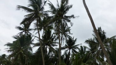 alacakaranlıkta bulutlu gökyüzünde avuç içi görünümü