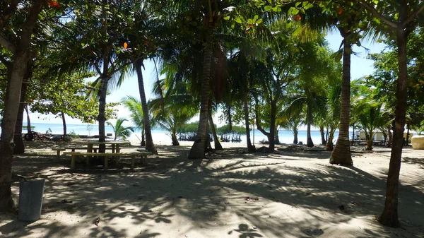 Exuberantes Palmeras Verdes Sobre Arena Luz Del Sol — Foto de Stock