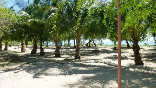 Exuberantes Palmeras Verdes Sobre Arena Luz Del Sol — Foto de Stock