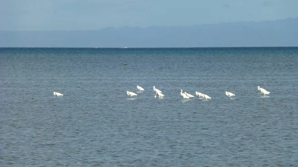 Белые Птицы Голубой Морской Воде Голубым Небом — стоковое фото