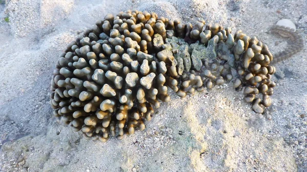 view of corals on dry sandy beach surface