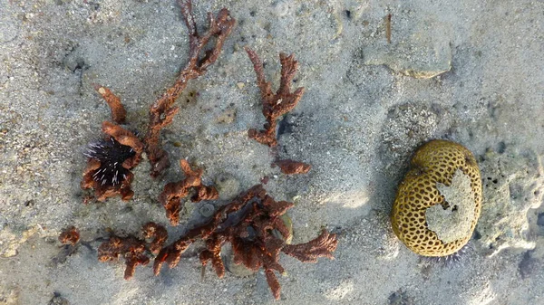 view of corals on dry sandy beach surface