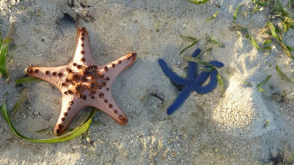 Top View Starfish Lying Sandy Beach Surface — Stock Photo, Image