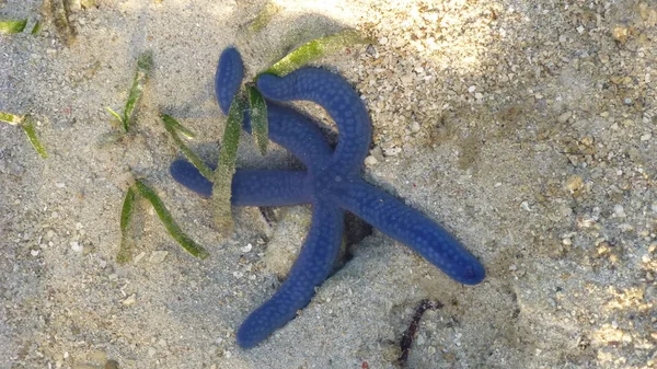 Vue Dessus Une Étoile Mer Couchée Sur Une Plage Sable — Photo