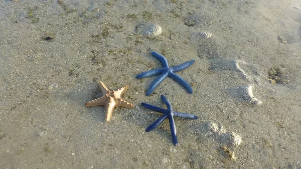 Top View Starfish Lying Sandy Beach Surface — Stock Photo, Image