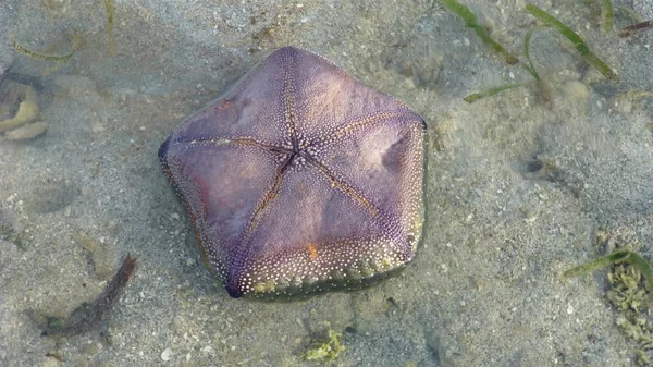 Ovanifrån Sjöstjärnor Liggande Sandstranden Yta — Stockfoto