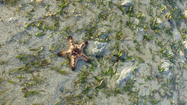 Bovenaanzicht Van Starfish Liggend Het Oppervlak Van Het Zandstrand — Stockfoto