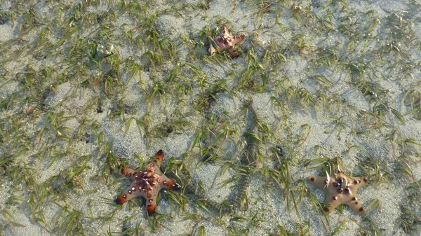 kumlu plaj yüzeyinde yalan denizyıldızı üstten görünüm