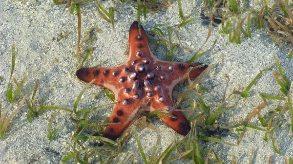 Top View Starfish Lying Sandy Beach Surface — Stock Photo, Image