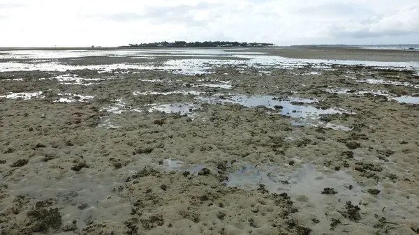 düşük gelgit sırasında birçok mercan ile plaj manzara