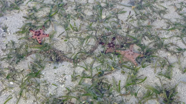 Vista Superior Estrelas Mar Deitado Superfície Praia Arenosa — Fotografia de Stock