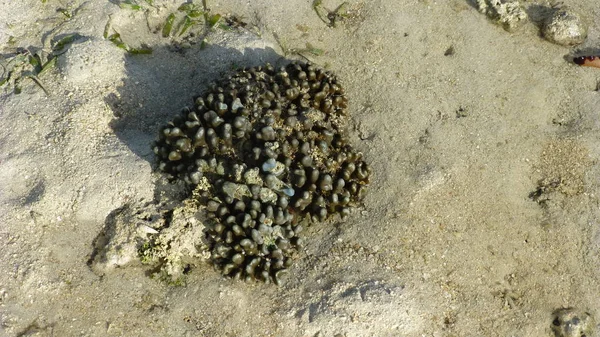 kumlu plajda mercan üst görünümü