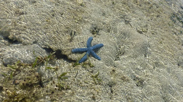 suda kumlu plajda yatan denizyıldızı üst görünümü