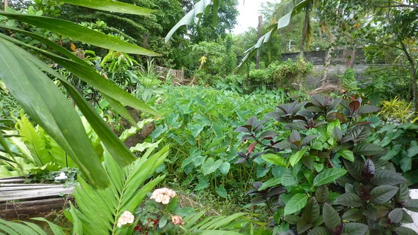 Arbustos Tropicales Verdes Fondo Botánico —  Fotos de Stock