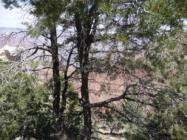 在多云的天空下的峡谷岩石 透过绿树 — 图库照片