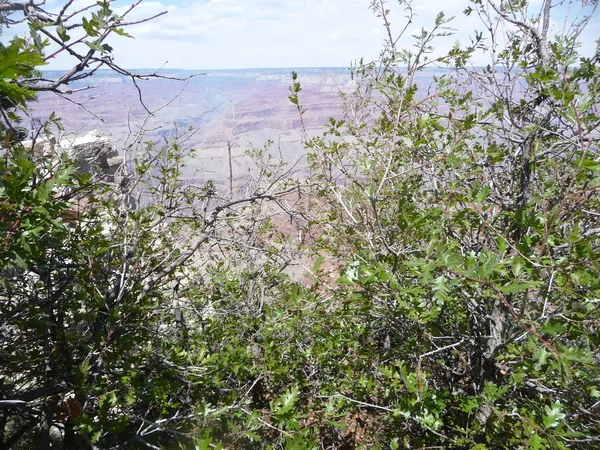 绿色灌木与峡谷岩石的背景 — 图库照片