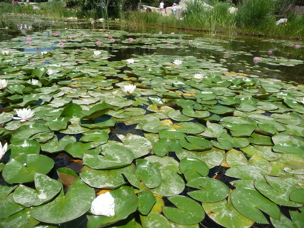 プールに咲く睡蓮の緑の葉 — ストック写真