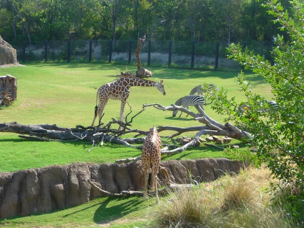 Scène Zoo Ensoleillée Avec Des Zèbres Des Girafes — Photo