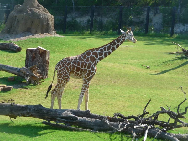 Żyrafa Chodzenie Zielony Trawnik Jasnym Świetle Słonecznym — Zdjęcie stockowe