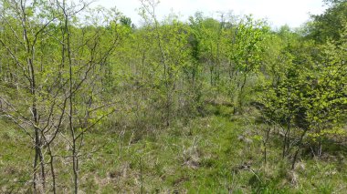 genç ağaçlar ve çalılar ile yemyeşil sahne